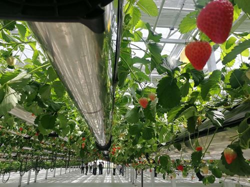 How to manage the greenhouse in winter