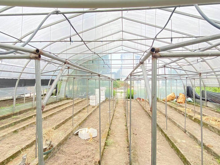 Single-span Plastic Film Agricultural Greenhouse