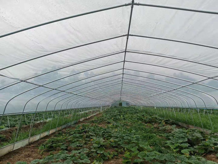 vegetables in greenhouses