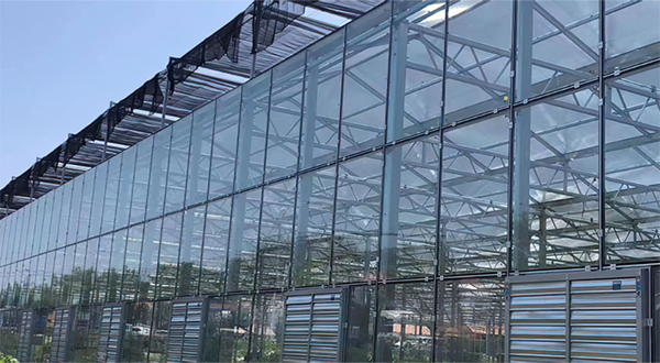 advantages of using a Venlo-type glass greenhouse advantages of using a Venlo-type glass greenhouse