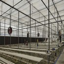 Kas hydrocultuur systeem